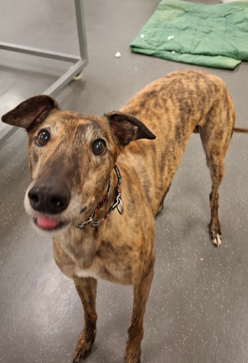Image of Billy the greyhound