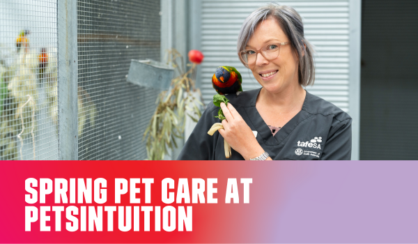 Spring Pet Care at PetsInTuition