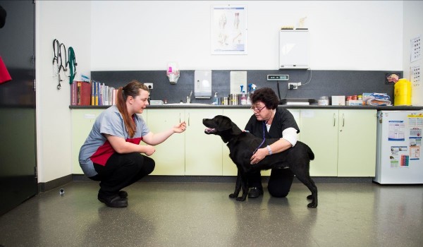 Image of young student giving dog a treat in a veterinary clinic