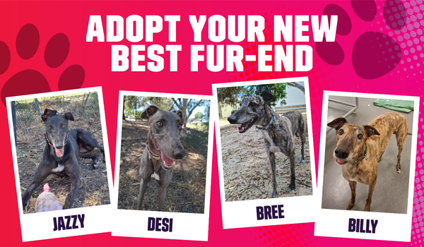 Image of four greyhounds available for adoption.