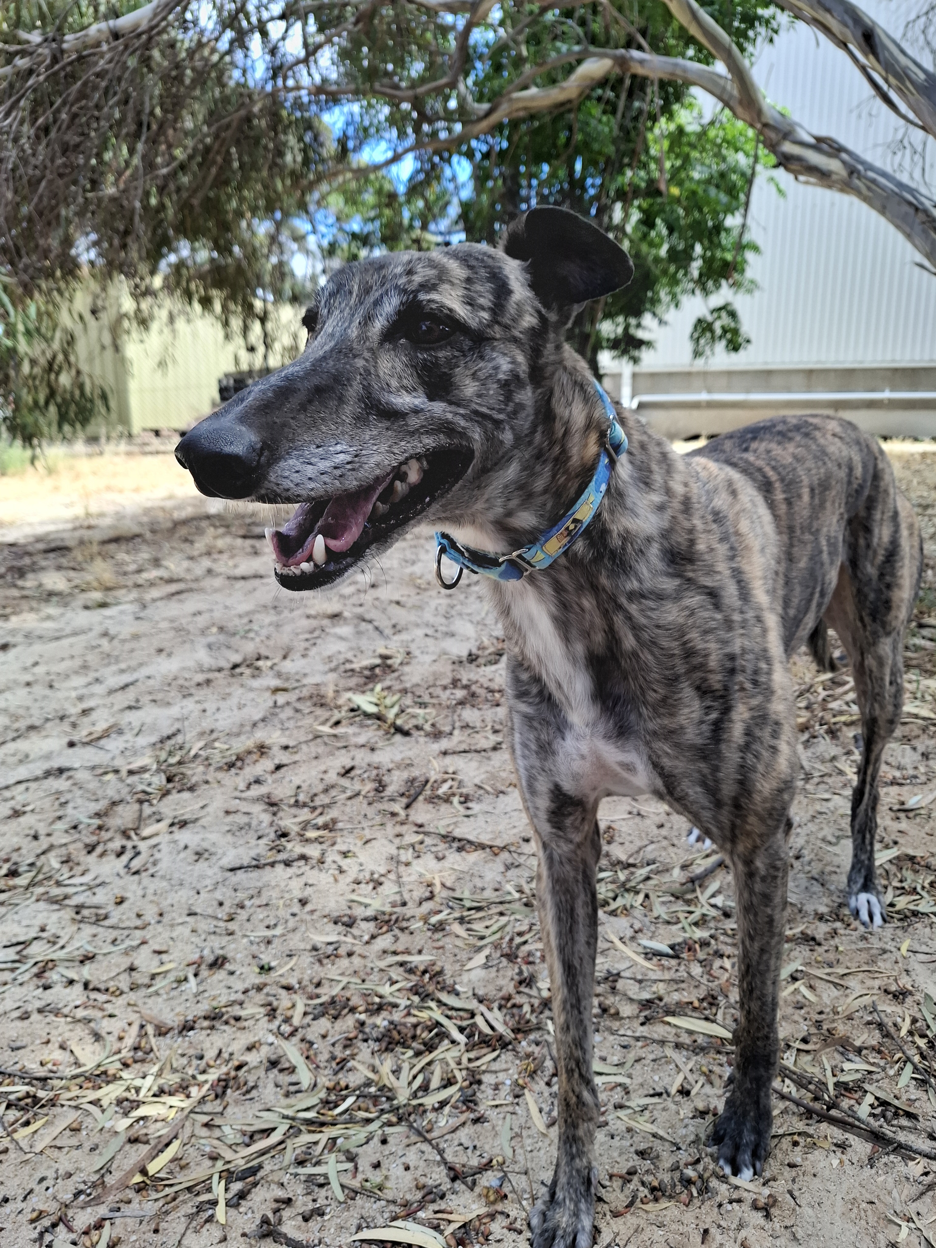 Image of Bree the greyhound