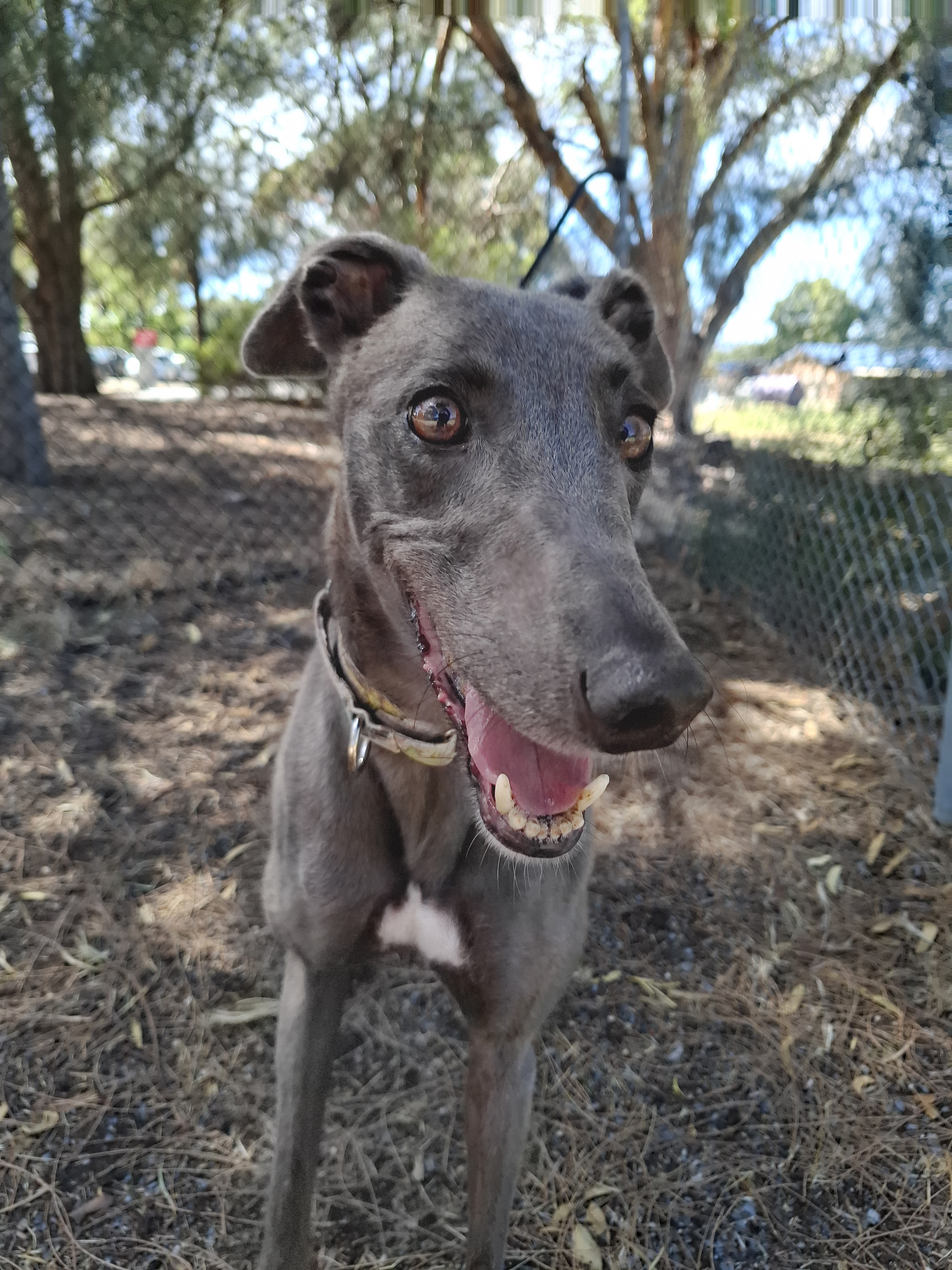 Image of Desi the greyhound