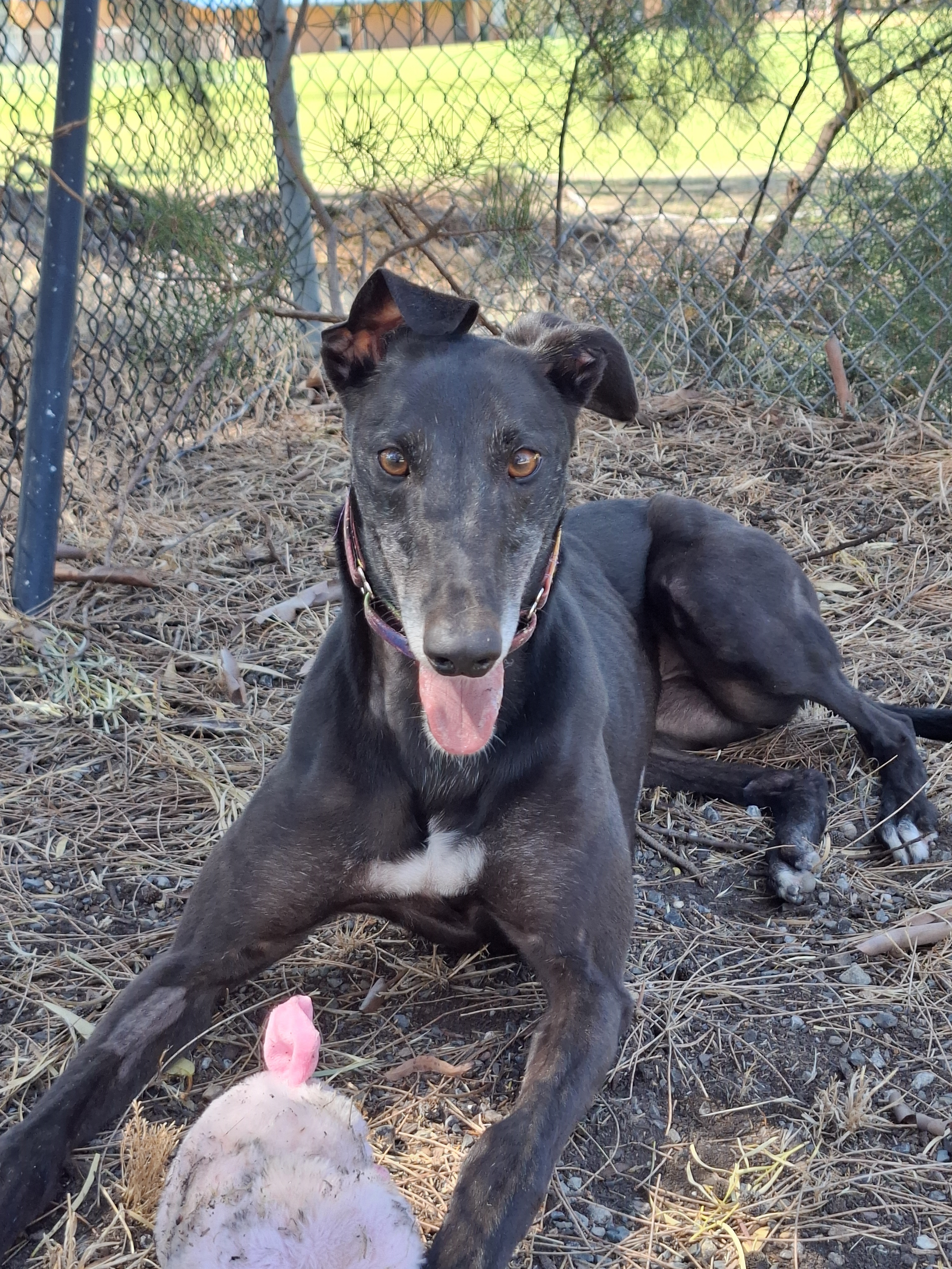 Image of Jazzy the greyhound