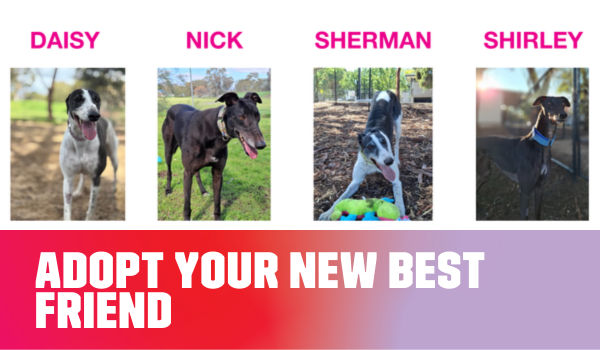 Adopt a Greyhound today