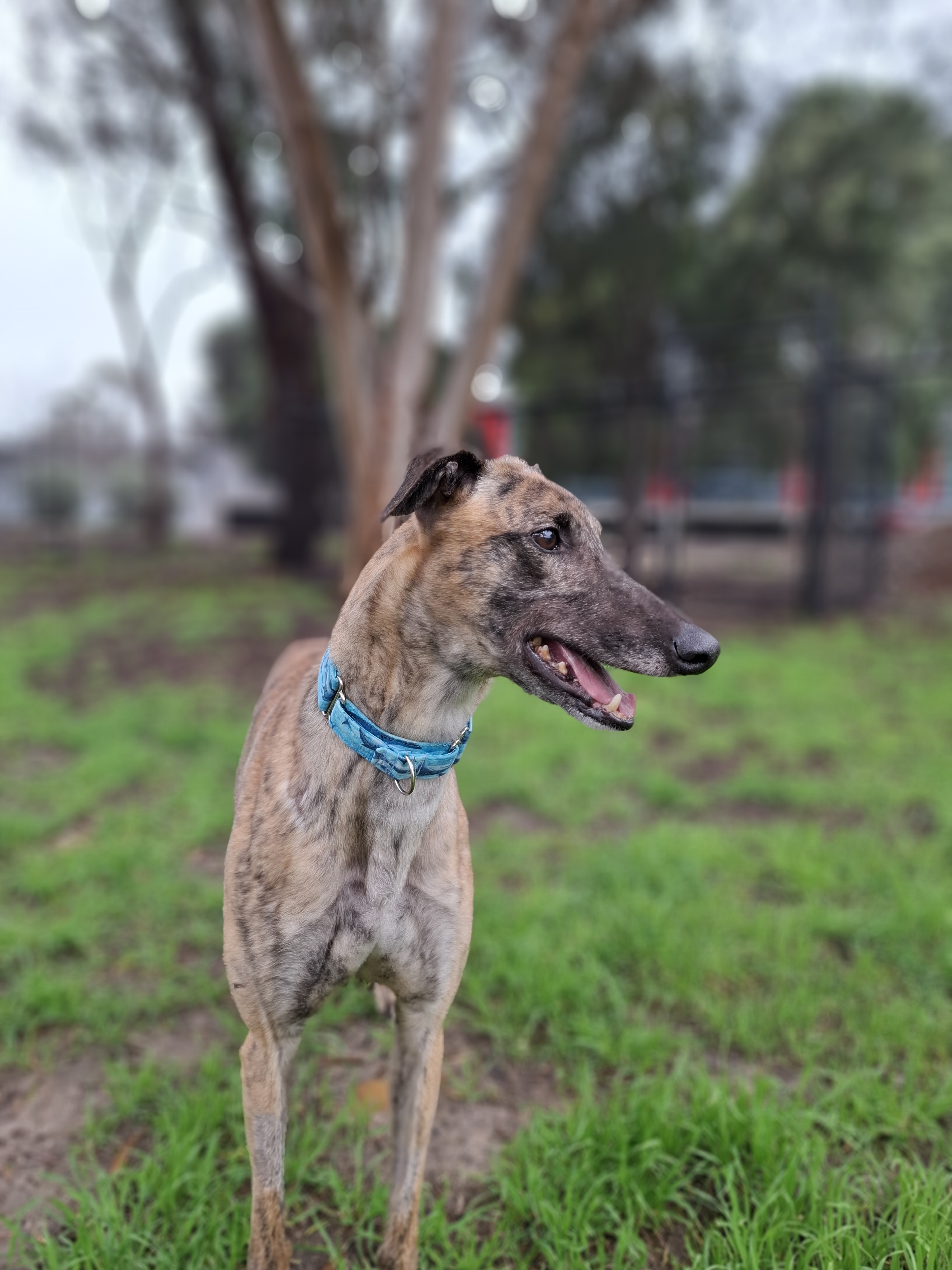Cash the greyhound