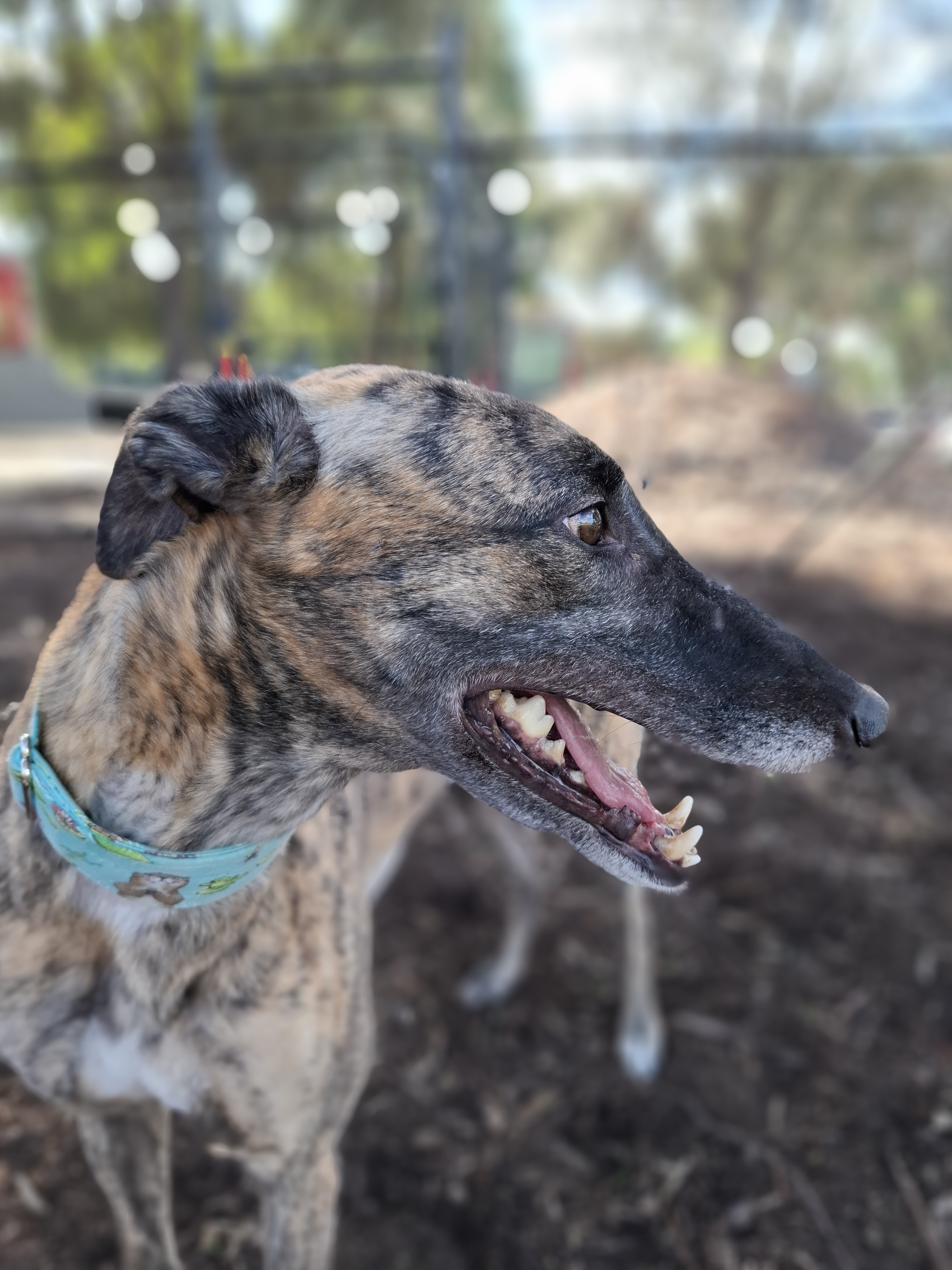 Image of Florrie the greyhound 
