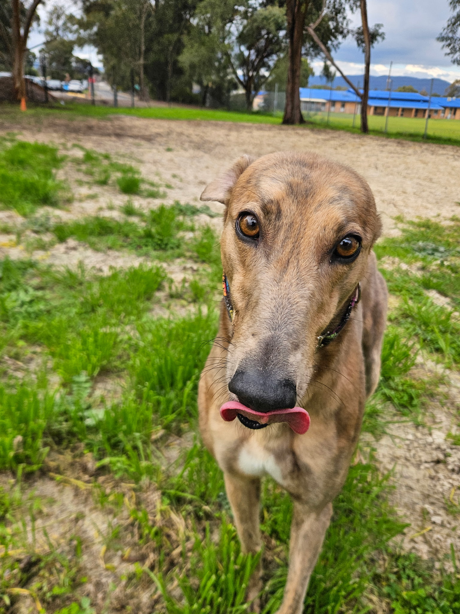 Image of Poppy the greyhound 