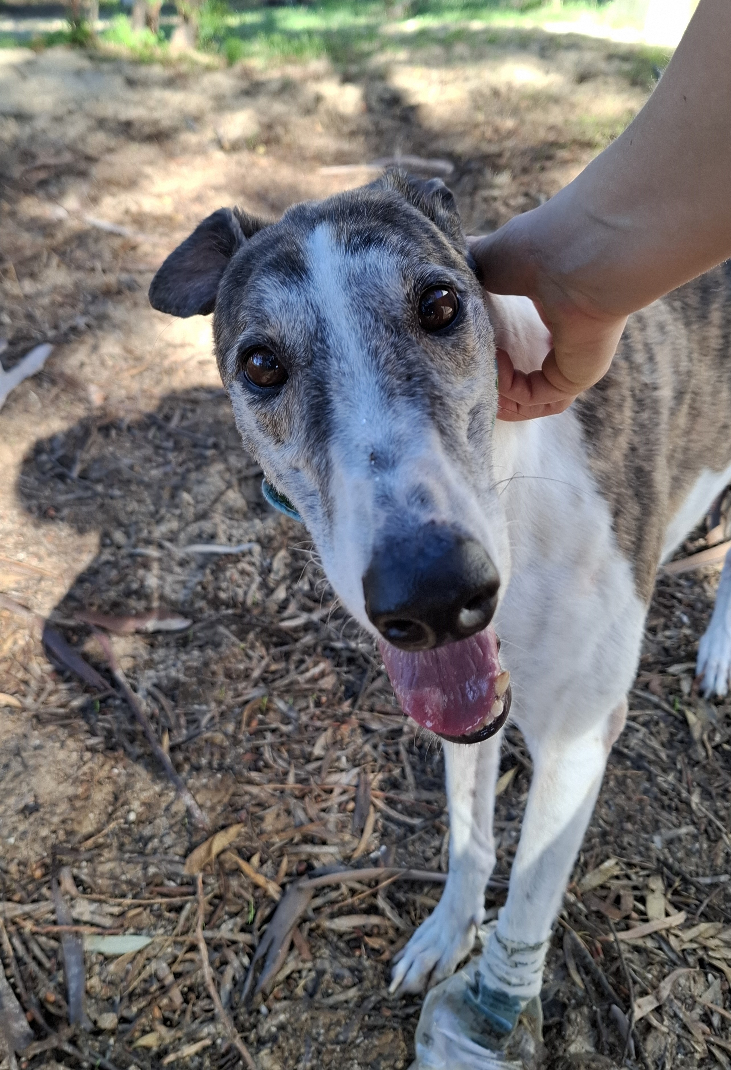 Image of Poppy the greyhound 
