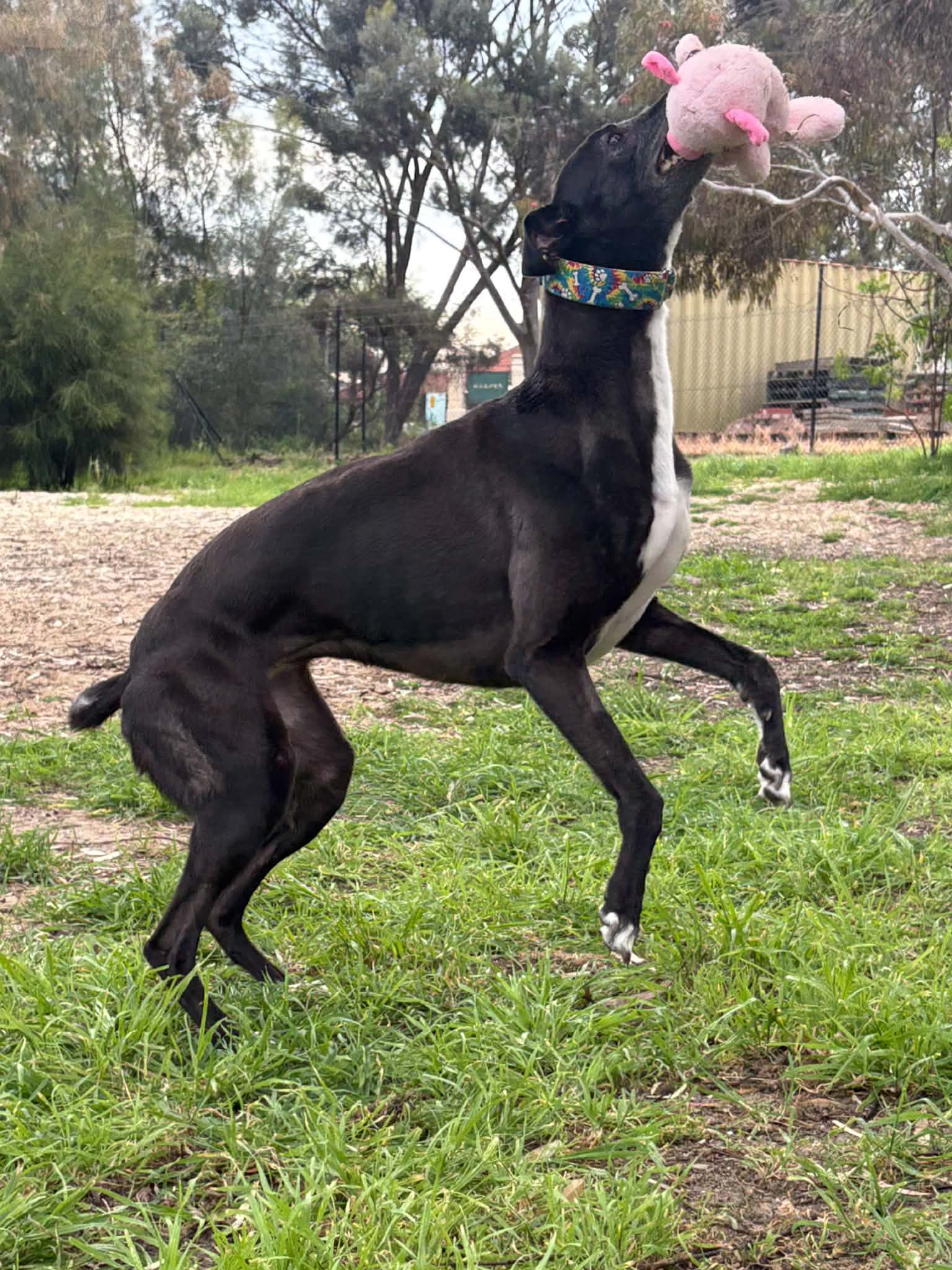 Tina the greyhound