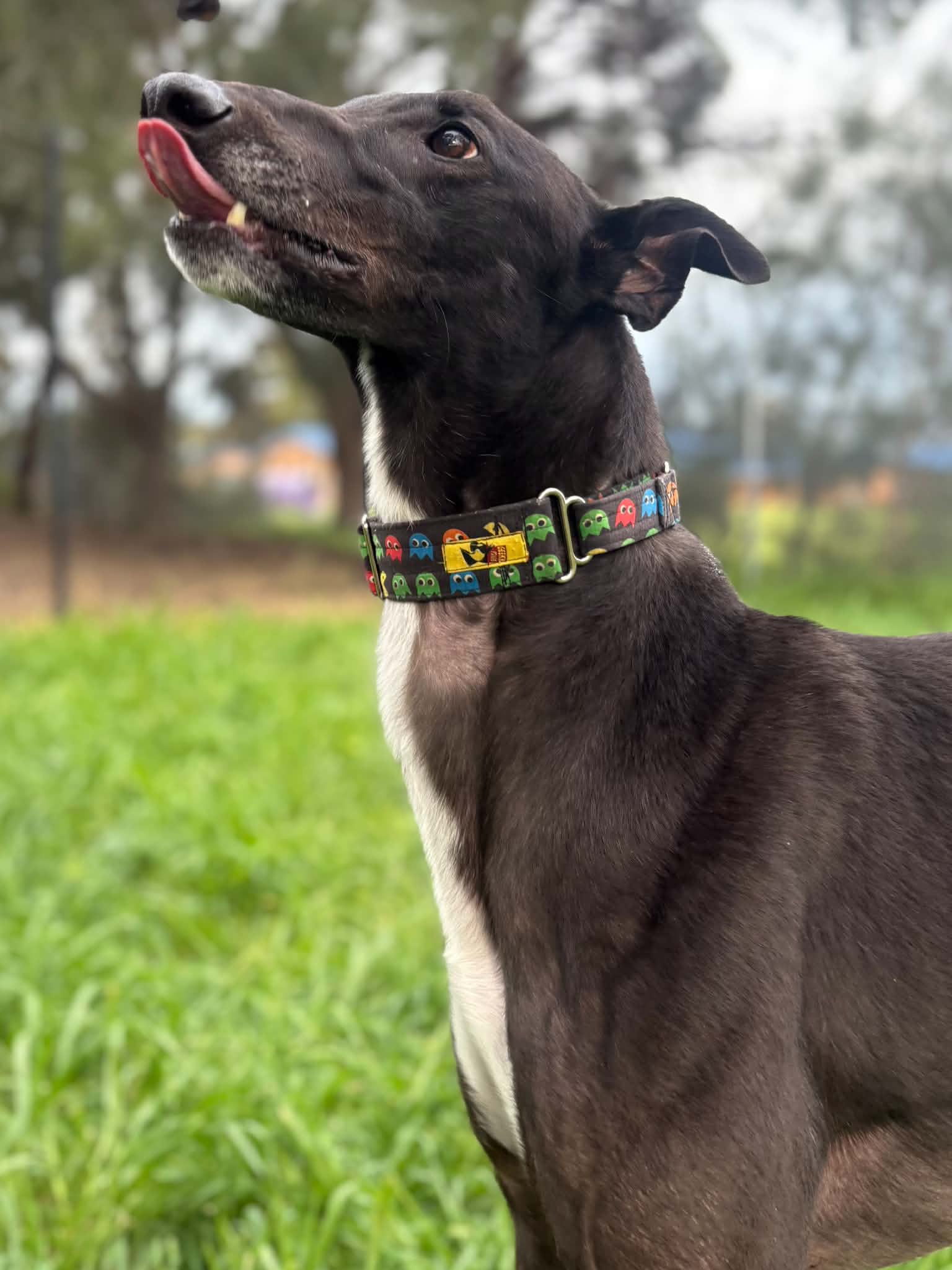 Tubs the greyhound