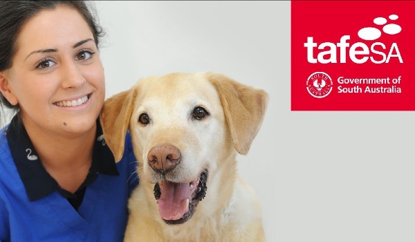 veterinary nurse with a golden Labrador